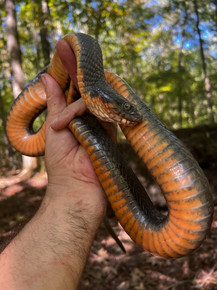 Copperbelly Water Snake